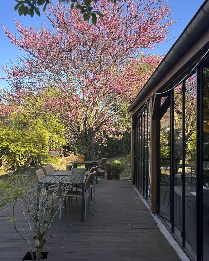 La terrasse du Sushikai sous l’arbre de Judée en fleurs