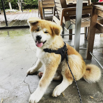 Publication Instagram Sushi Kai Beaune 5